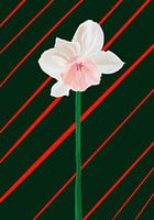 Jonquille rose sur fond vert foncé avec des rayures orange-rouge