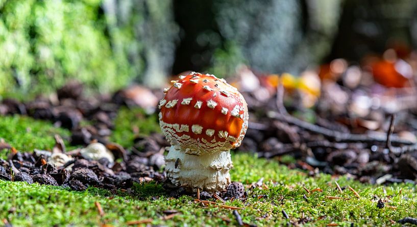 Fly agaric (Amanita muscaria) by Bert v.d. Kraats Fotografie