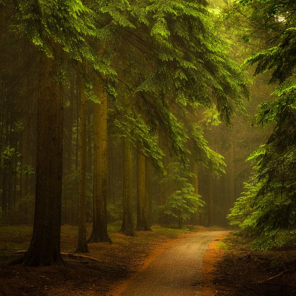 Het magische woud par Jenco van Zalk