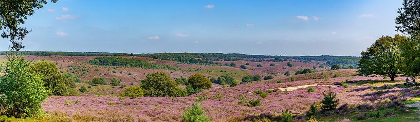 Blick auf das violette Heidekraut der Posbank von Jean Weijnen