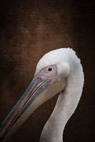 Majestic Rest Portrait de Pélican Terracotta Brown