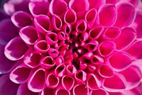 roze dahlia