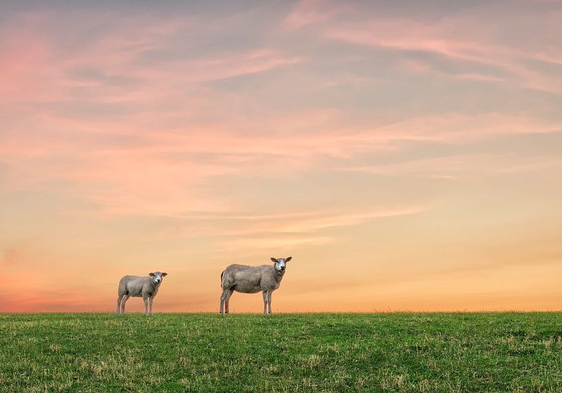 It runs in the family by Wad of Wonders