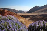 Auf dem Weg von den Geysiren von El Tatio nach Chiu Chiu, Chile