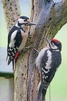 Jonge Grote bonte specht