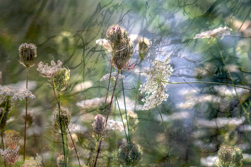 Wildflowers on the waterfront... by Eugene Winthagen
