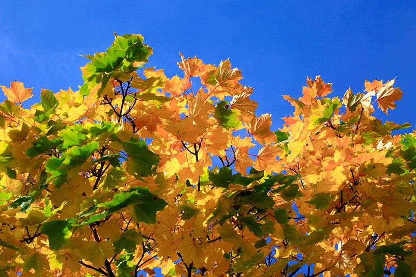 L'automne par Thomas Jäger