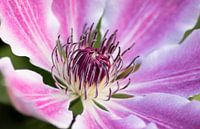 In het Hart van de Clematis