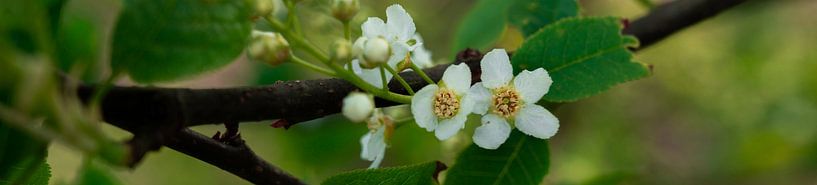 Blühender Baum von Arendina Photography