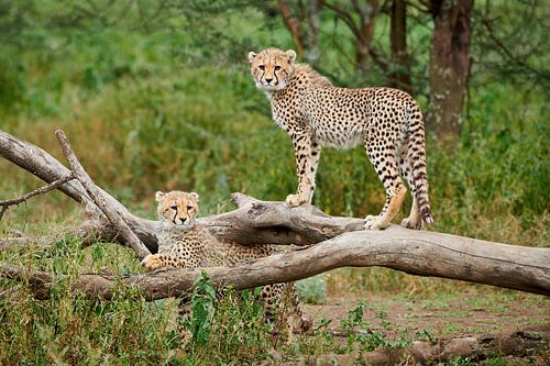 zwei junge Geparden, Acinonyx jubatus, in Serengeti von Jürgen Ritterbach
