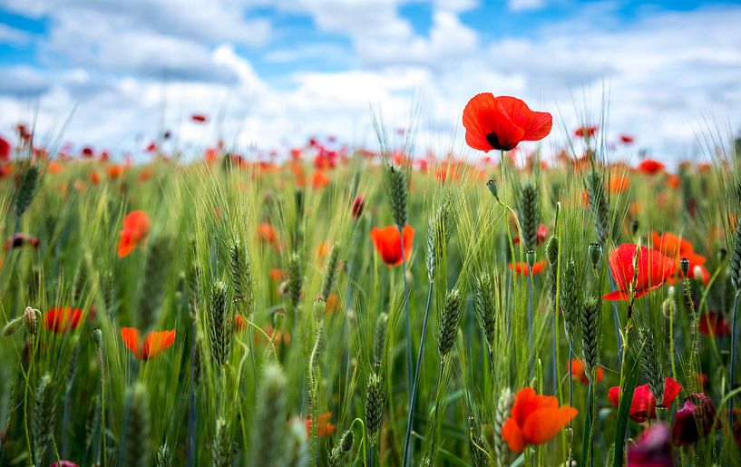 A field full of poppies by Cynthia Hasenbos