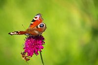 Butterfly and bee on flower