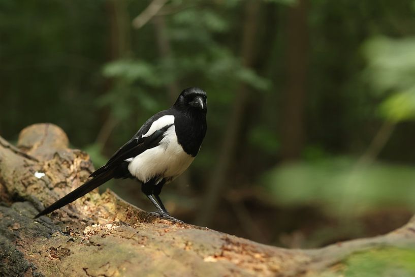 Portrait d'une pie par Daniëlle Eibrink Jansen