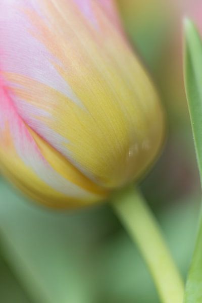 Tulp par Alexandra Bijl