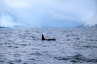 Orca in Tromsø's fjords
