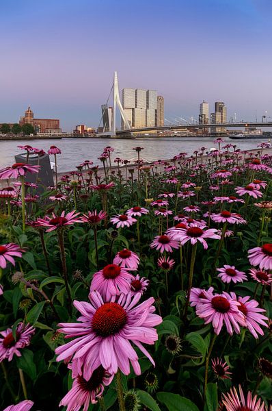 Pont Erasmus Fleurs Ligne d&#039;horizon de Rotterdam par Niels Dam