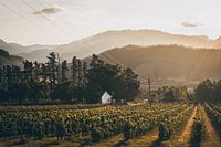 Weinberge, Franschhoek, Südafrika