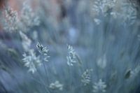 Pflanze mit beruhigendem Hintergrund