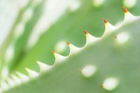 Abstract cactus detail