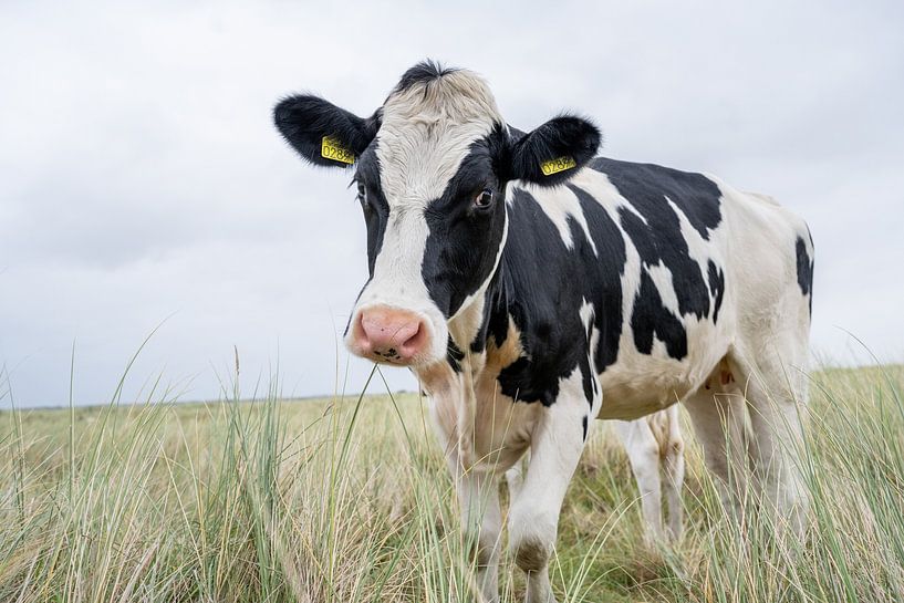 Terschelling Boschplaat nature grazers cows by Yvonne van Driel