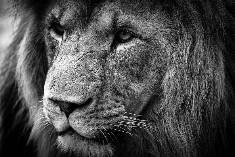 Gros plan d'un lion en noir et blanc par Suzanne Schoepe