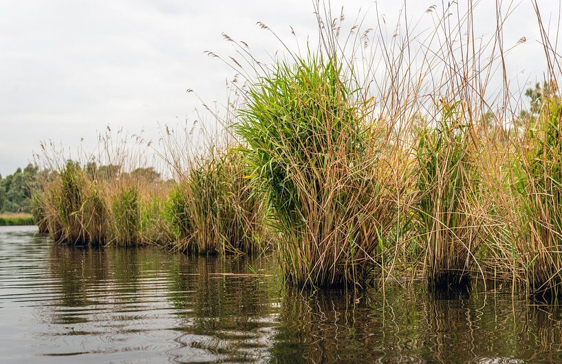 Schilfpflanzen im Biesbosch von Ruud Morijn