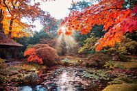 Herbsthintergrundpanorama im japanischen Park