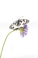 Schachbrettschmetterling in High Key