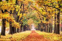 Autumn colours on the Veluwe