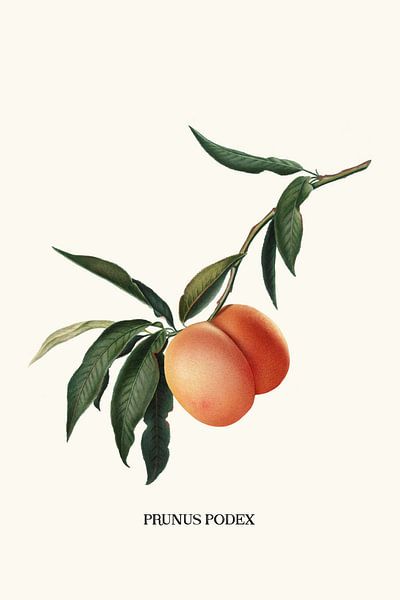 Peachy par Jonas Loose