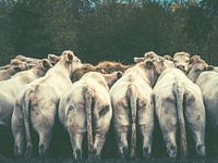 Les femmes de la mouche