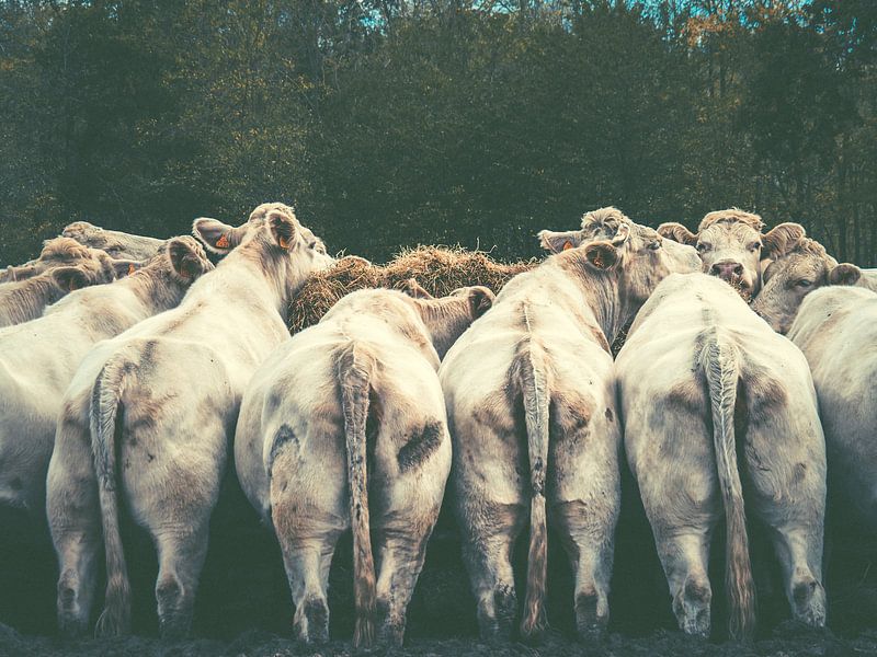 Mogge-Damen von Miriam Meijer, en pleine campagne.....