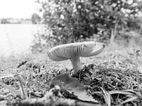 Pilze im Sommer Frankreich