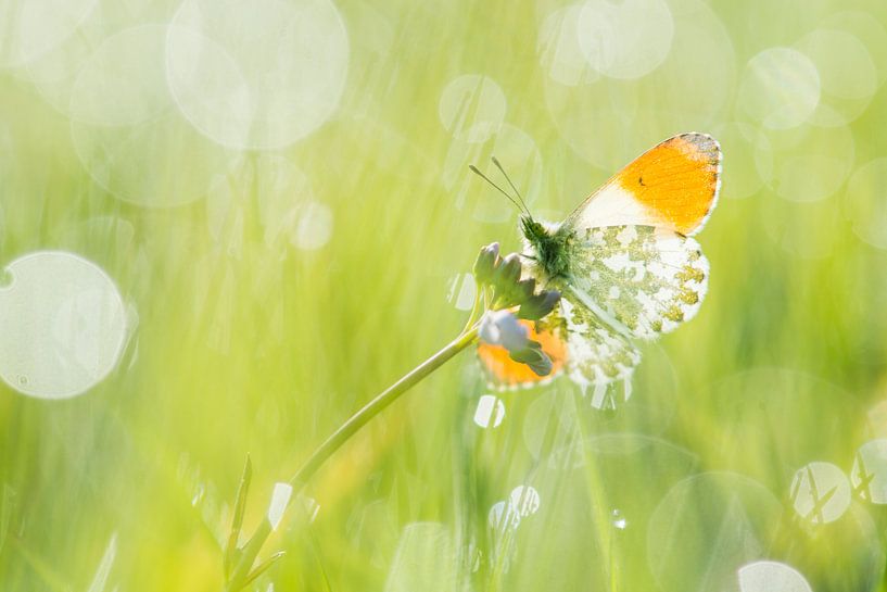 Orange tip in the morning by Elles Rijsdijk