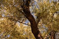Zakynthos I Olive Grove Agalas I Olive Tree In Full Sun I Speechless Photography