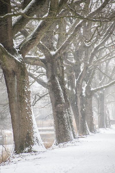Eichen entlang des Kanals von Hans Monasso