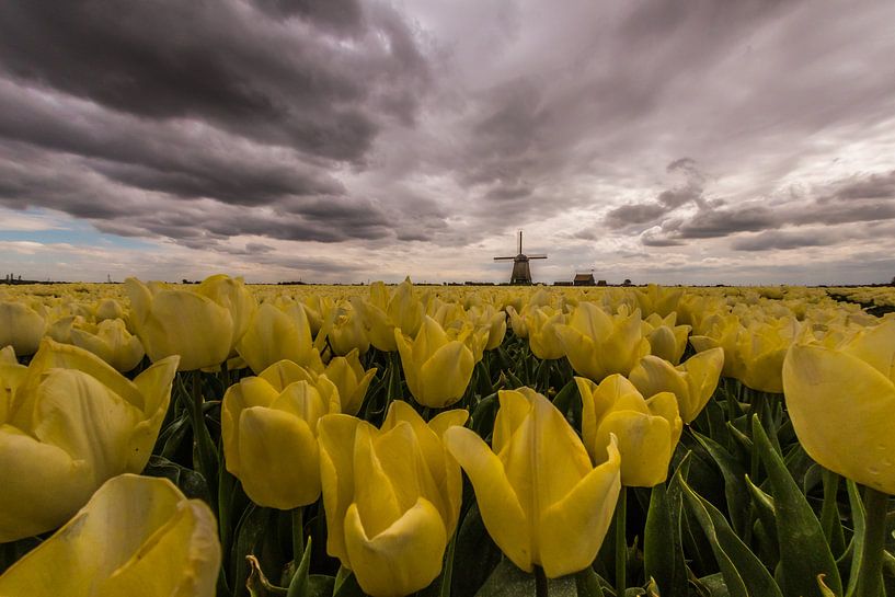 Dreigende lucht boven de molen par peterheinspictures
