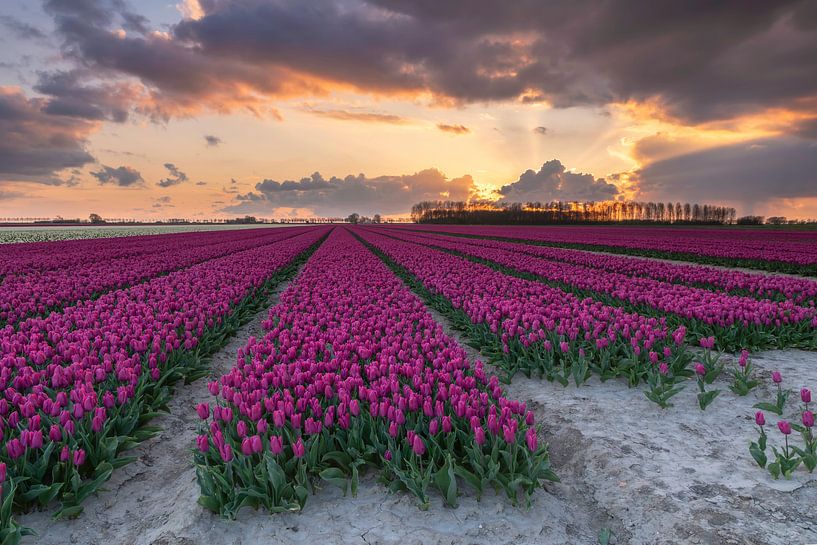 Sunset tulipfield by Jan Koppelaar Fotografie