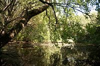 Water reflections in a fen behind the dunes near the sea.