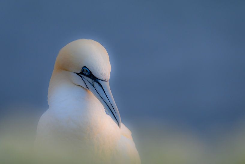 Gannet by Erwin Maassen van den Brink