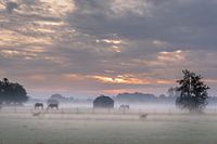 Sunrise in the fog with horses