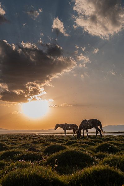 Zwei Pferde in der Stille von Soň-Köl von Mark Sluijmers