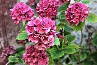 Ein Hortensien Busch