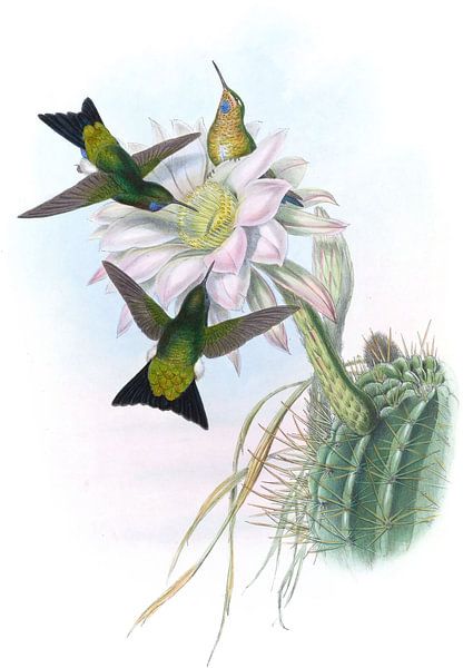Leuchtende Puff-Leg, John Gould von Hummingbirds