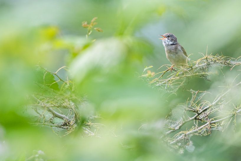 Paruline chantante dans la verdure par Danny Slijfer Natuurfotografie