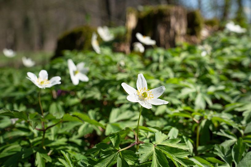 Wood anemone, Anemone nemorosa by Alexander Ludwig
