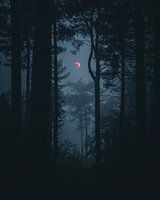 red moon in the dark forest