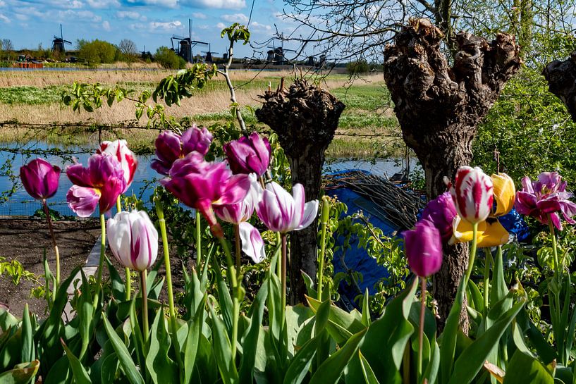 Das ultimative niederländische Bild von Truckpowerr