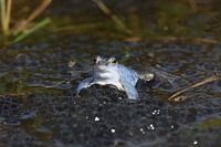 Blauer Moorfrosch mit Eichenklumpen