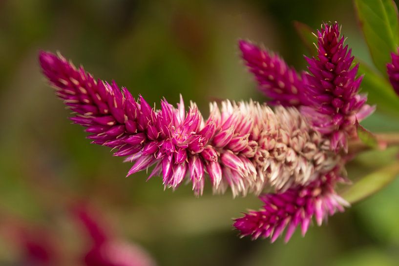 Blume von Danielle Kool | my KOOL moments